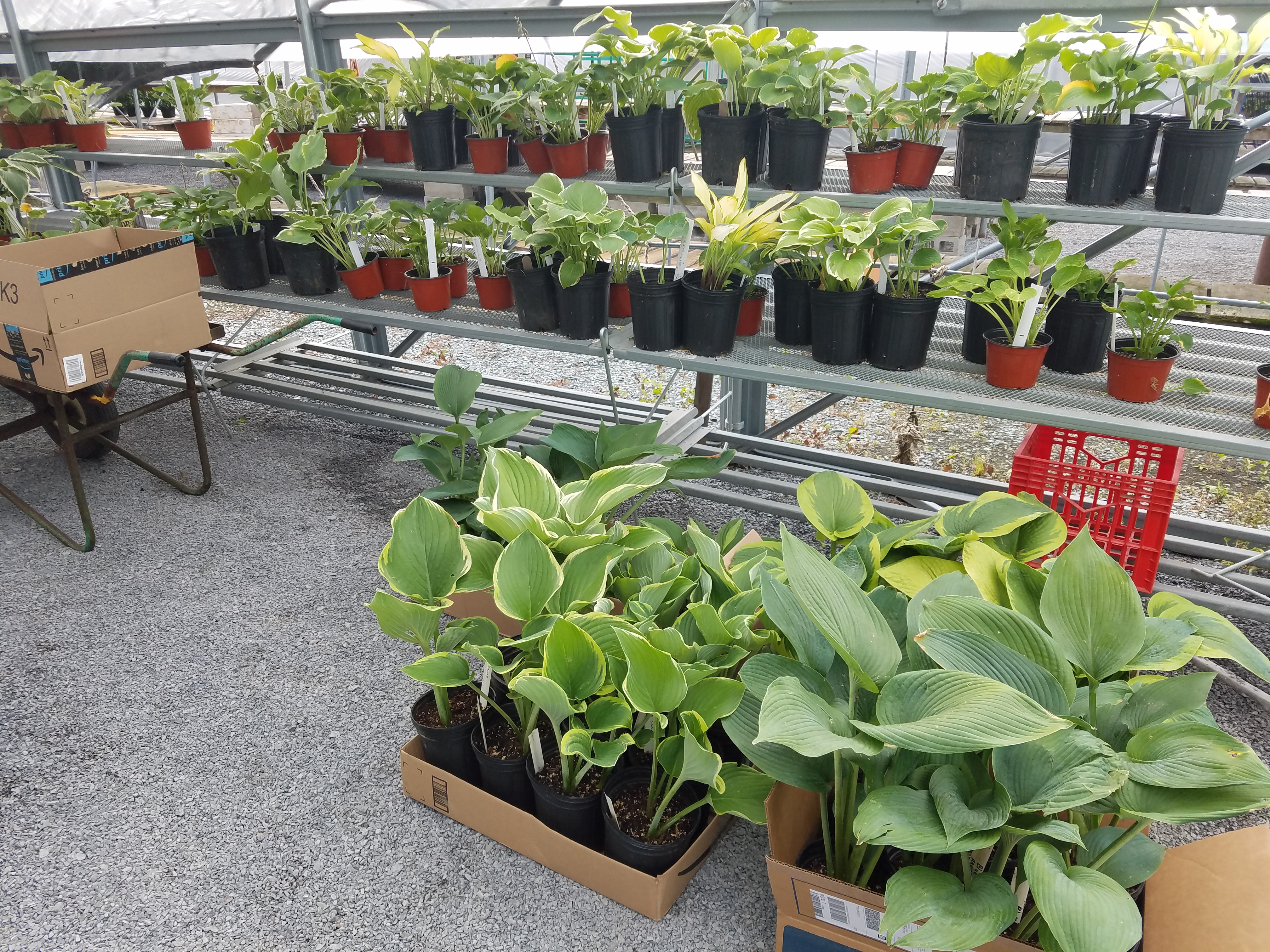 Hosta's at the UNYHS Plant Sale